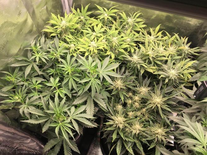 Dibbers 3x Sour Crinkle. Week 5 - Bottom left Chunkadelic rest are Sour crinkle 