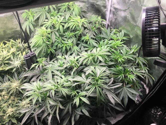 Dibbers Bubba Cheesecake. Week 7 - Bottom right - Badazz og cheese. 2x Bubba cheesecake overtaking the tent