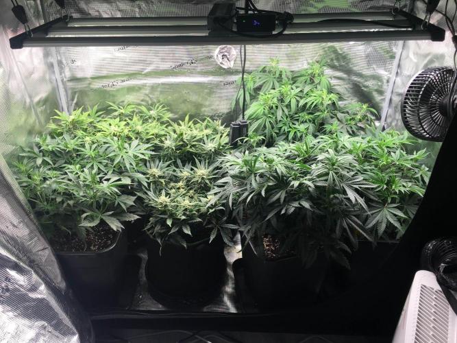 Dibbers 3x Badazz OG Cheese. Week 6 - Bottom right is a Badazz Og cheese 