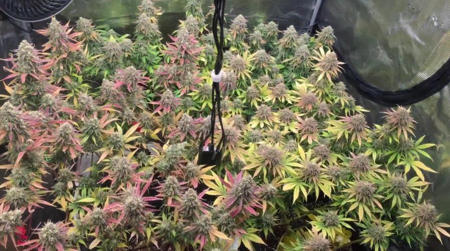 Dr organics Psychoberry Cheese F2