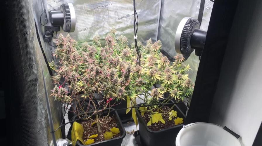 Dr organics Psychoberry Cheese F2