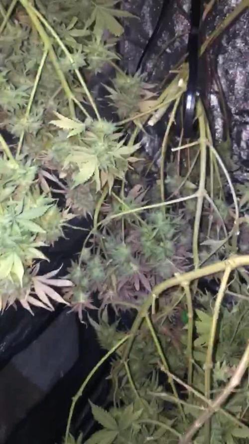 Dr organics Psychoberry Cheese F2