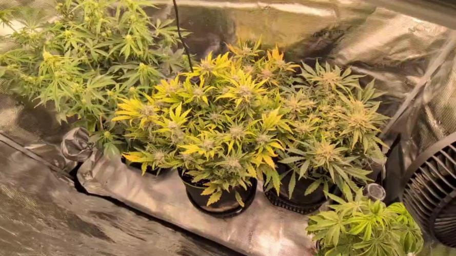 Dibbers 3x Sour Crinkle