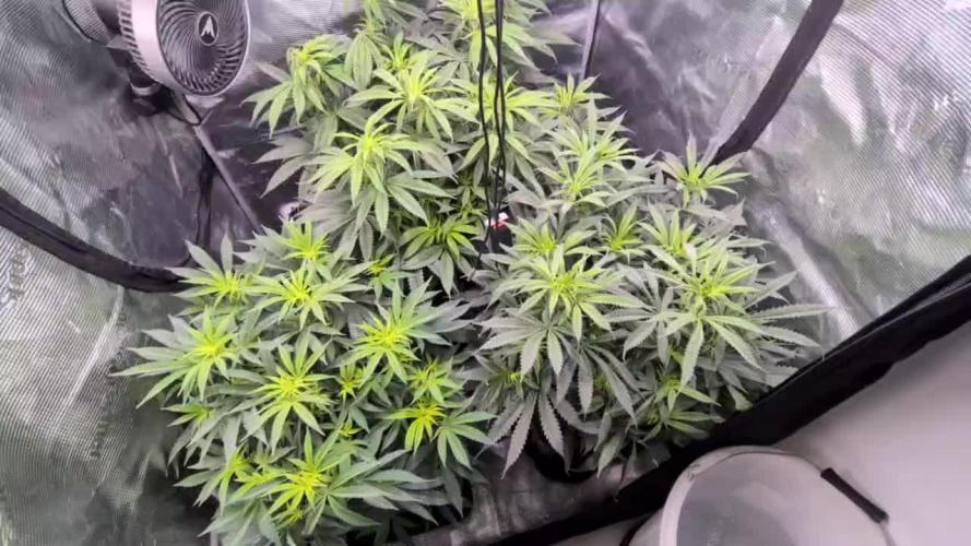 Dibbers Bubba Cheesecake