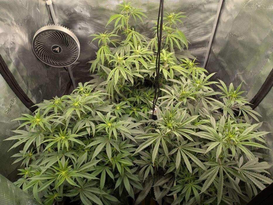 Dibbers 3x Badazz OG Cheese. Week 9 - 28/11/25 - Badazz Og Cheese bottom left week 2 flower 