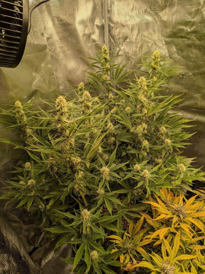 Humboldt Chunkadelic Auto. Week 6 - 28/11/25 - Stacking up well shame only 1 seed germinated wish I had more