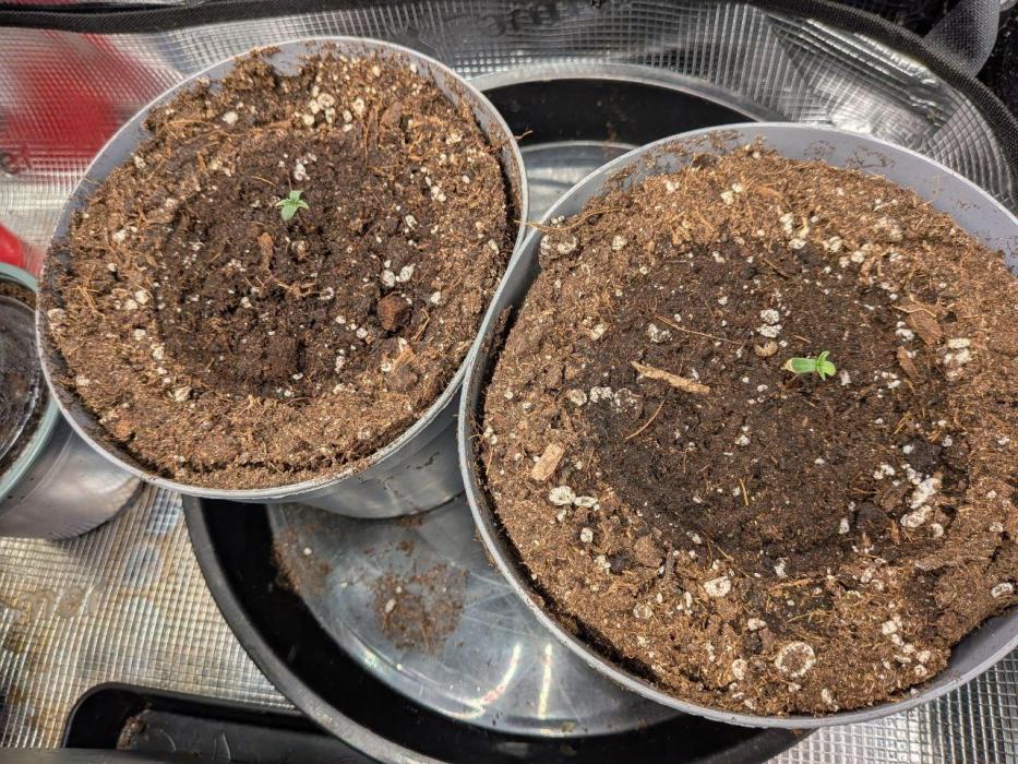 4x Seedsman - Blood Moon Gelato. Week 1 - 28/11/25 - Blood Moon Gelato 