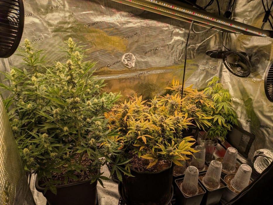 Dibbers 3x Sour Crinkle. Week 10