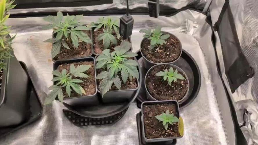 4x Seedsman - Blood Moon Gelato