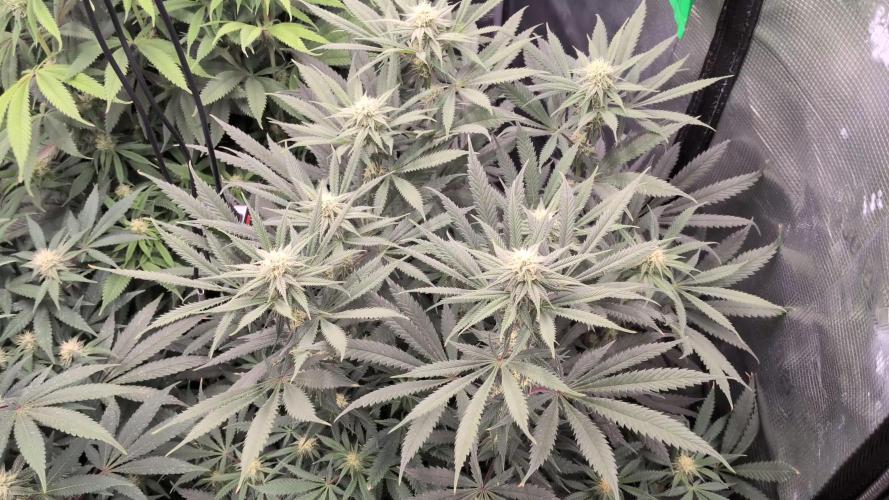 Dibbers Bubba Cheesecake