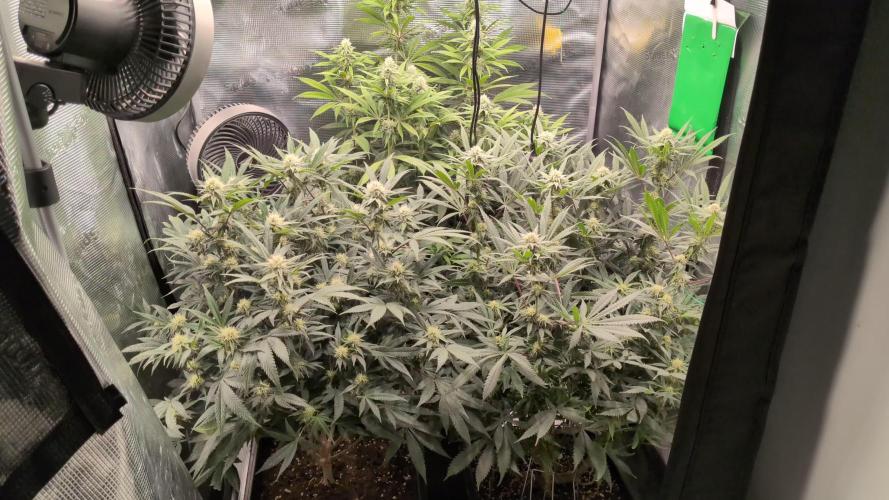 Dibbers Bubba Cheesecake