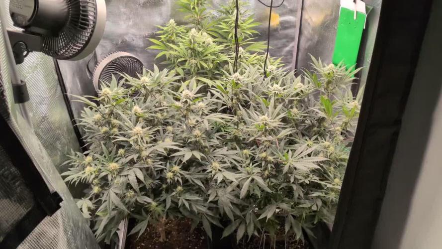 Dibbers 3x Badazz OG Cheese