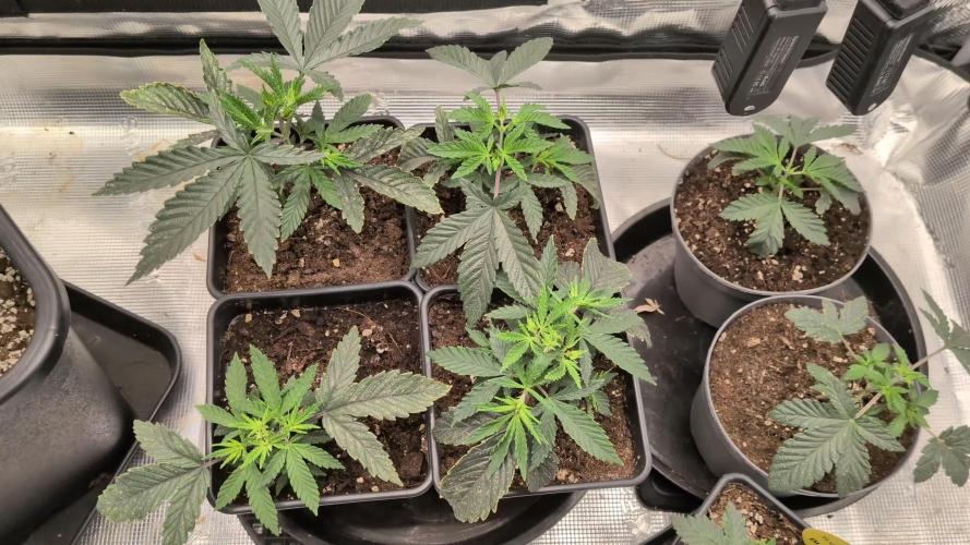 Humboldt Chunkadelic Auto