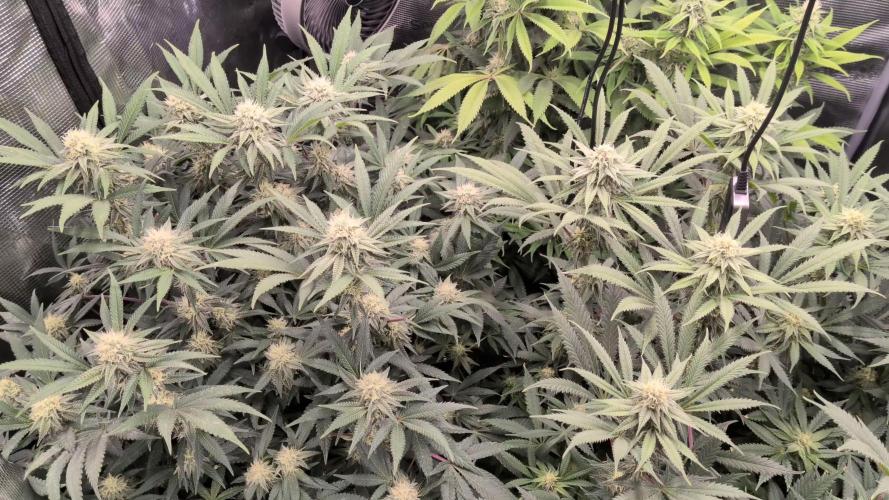 Dibbers Bubba Cheesecake