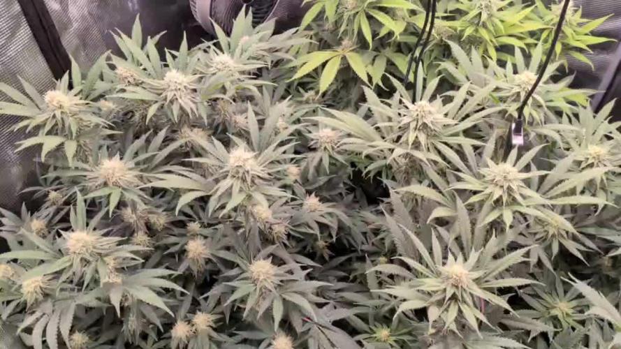 Dibbers Bubba Cheesecake