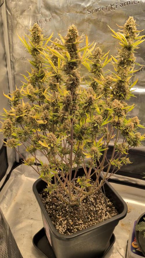 Humboldt Chunkadelic Auto