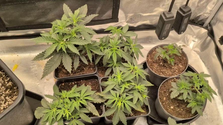 4x Seedsman - Blood Moon Gelato