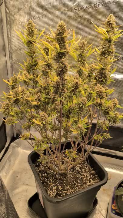 Humboldt Chunkadelic Auto