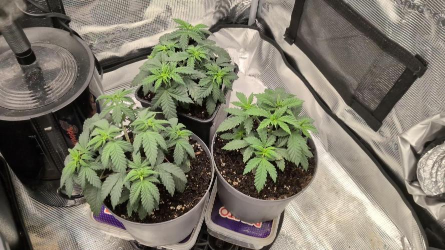 3x Seedsman - Blood Moon Gelato