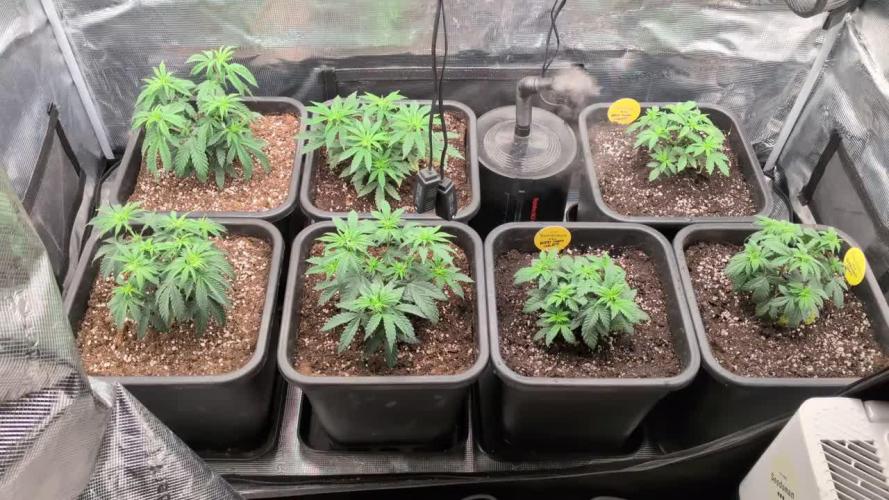 3x Seedsman - Blood Moon Gelato