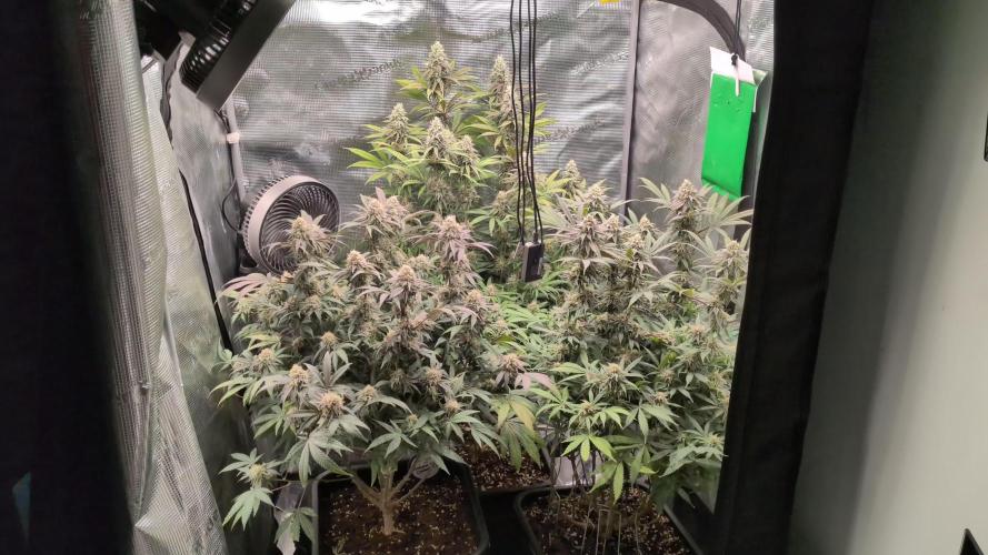 Dibbers Bubba Cheesecake