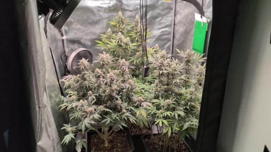 Dibbers 3x Badazz OG Cheese