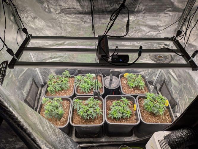 3x Seedsman - Blood Moon Gelato. Week 4 - 03/01/26