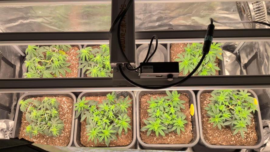 x4 Ethos Rare Capjunkie x Endgame #3