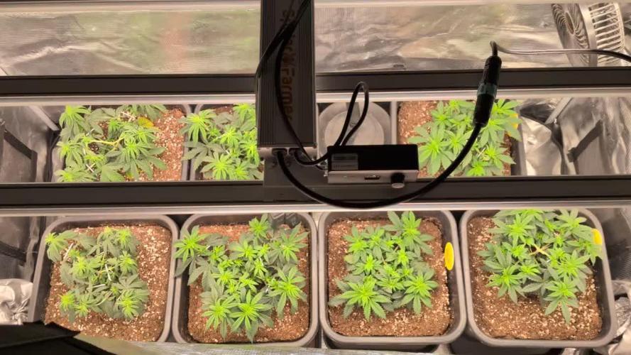 3x Seedsman - Blood Moon Gelato