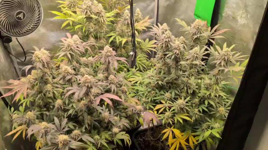 Dibbers Bubba Cheesecake