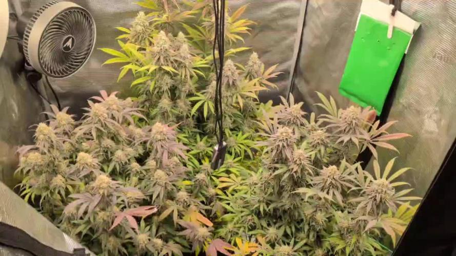 Dibbers 3x Badazz OG Cheese