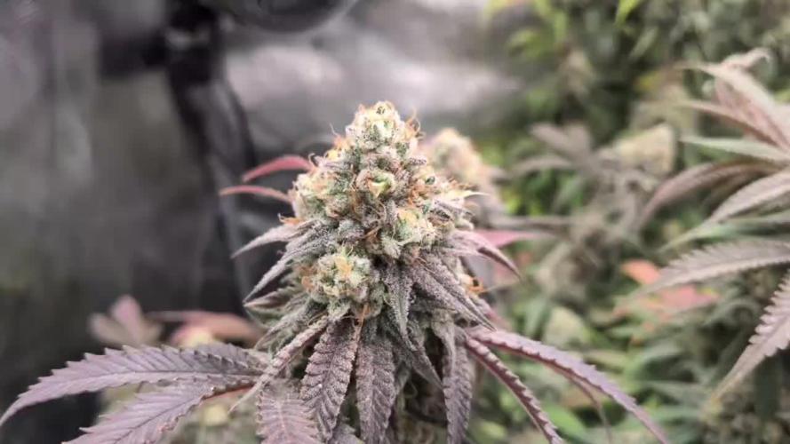 Dibbers 3x Badazz OG Cheese