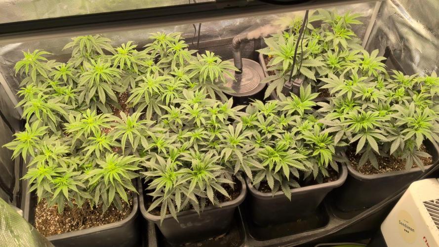 x4 Ethos Rare Capjunkie x Endgame #3