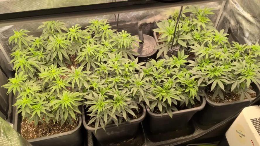 3x Seedsman - Blood Moon Gelato