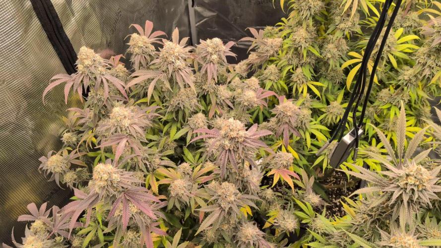 Dibbers 3x Badazz OG Cheese