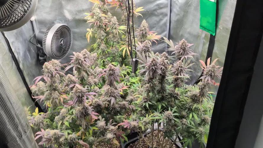 Dibbers Bubba Cheesecake