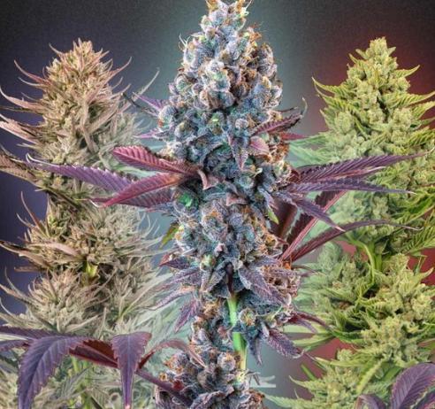 Seedsman mysterymix 3x Indica dominant. Week 0 - Seedsman mysterymix x3 lets see how they go 