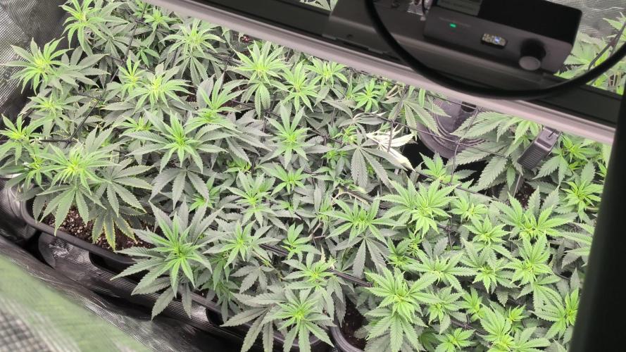 3x Seedsman - Blood Moon Gelato