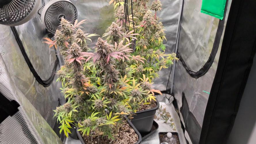 Dibbers Bubba Cheesecake