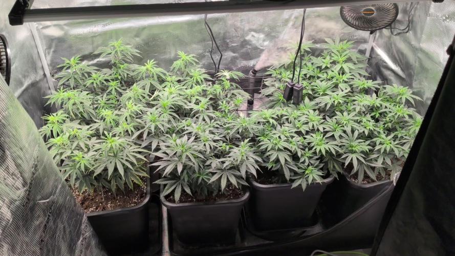 x4 Ethos Rare Capjunkie x Endgame #3