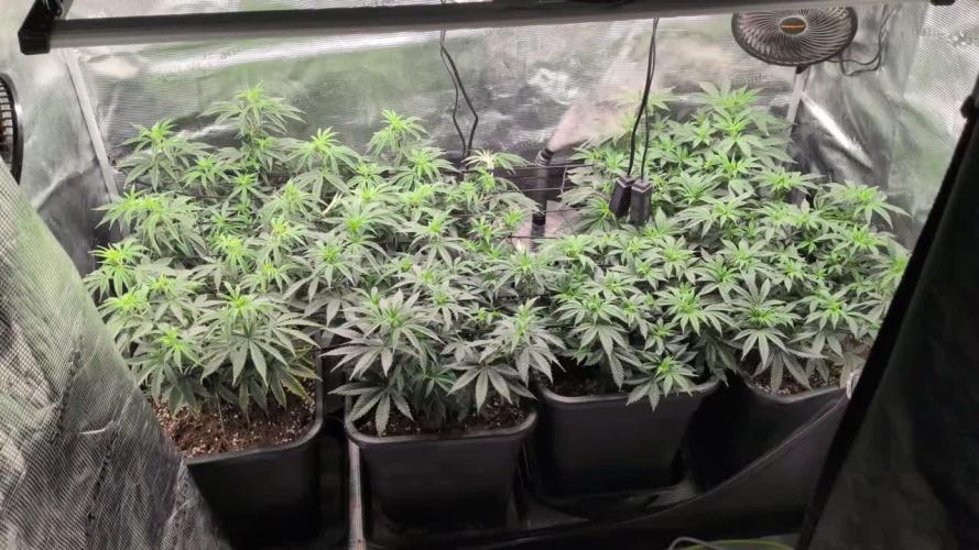 3x Seedsman - Blood Moon Gelato