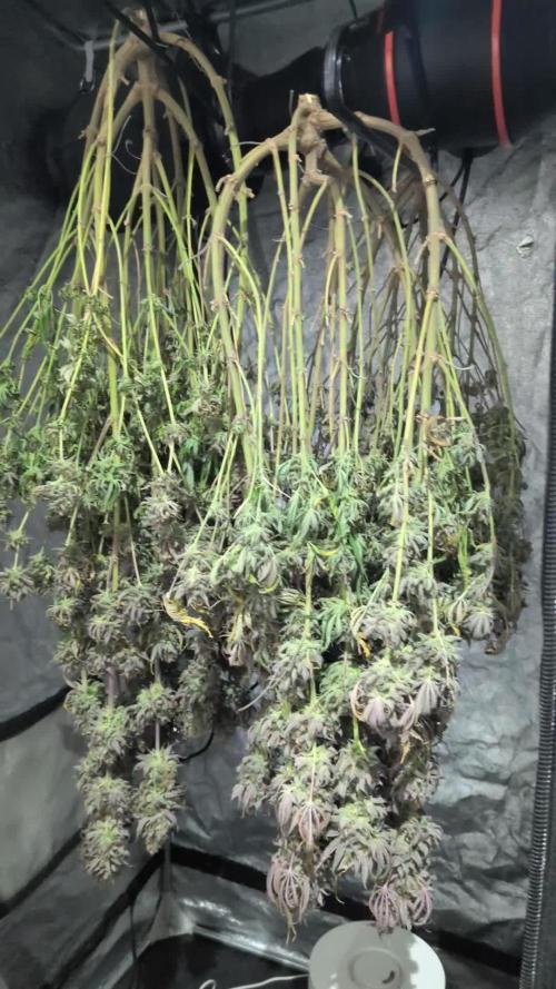 Dibbers Bubba Cheesecake