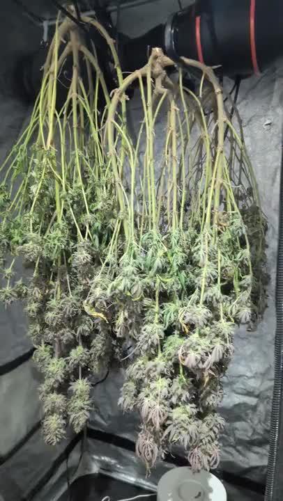 Dibbers 3x Badazz OG Cheese