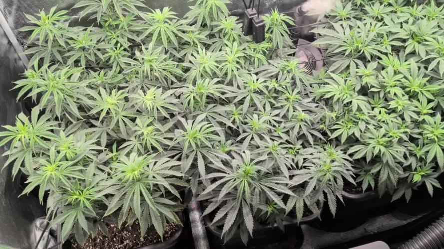 3x Seedsman - Blood Moon Gelato