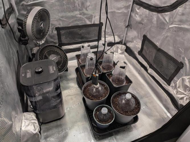 Dibbers Psychoberry Cheese F2 x3. Week 0