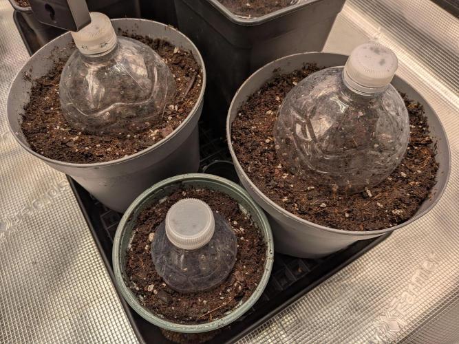 Dibbers Psychoberry Cheese F2 x3. Week 0