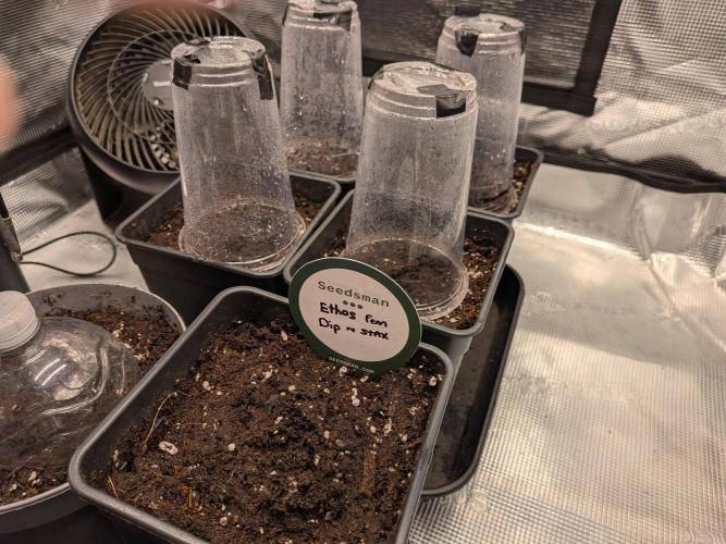 Dibbers 5x Ethos Dip n Stax. Week 0