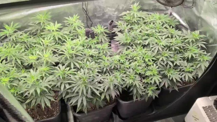 x4 Ethos Rare Capjunkie x Endgame #3