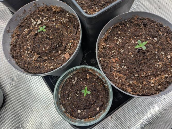 Dibbers Psychoberry Cheese F2 x3. Week 1 - 07/02/26