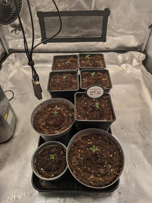 Dibbers 5x Ethos Dip n Stax. Week 1 - 07/11/26